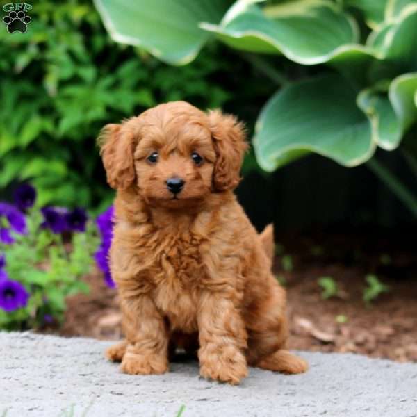 Haven, Cockapoo Puppy