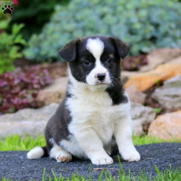 Haven, Welsh Corgi Mix Puppy