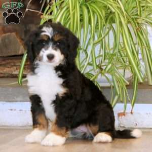 Haven, Mini Bernedoodle Puppy