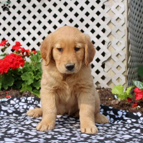 Hazel, Golden Retriever Puppy