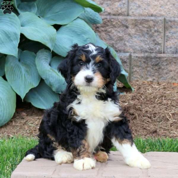 Hazel, Mini Bernedoodle Puppy