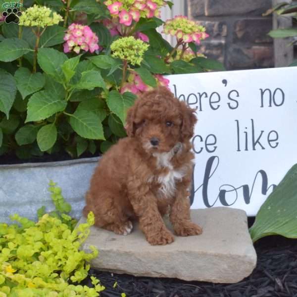 Hazel, Toy Poodle Puppy