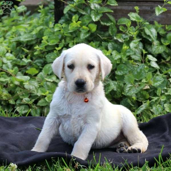 Hazel, Yellow Labrador Retriever Puppy