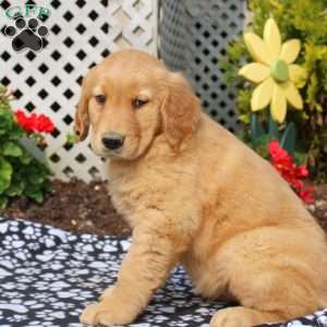 Hazel, Golden Retriever Puppy