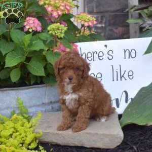 Hazel, Toy Poodle Puppy