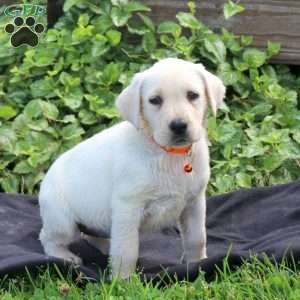 Hazel, Yellow Labrador Retriever Puppy