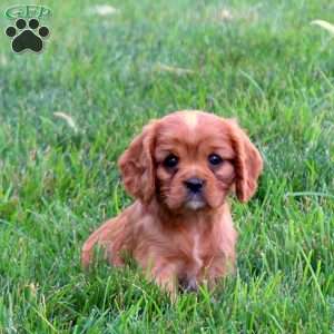Hazel, Cavalier King Charles Spaniel Puppy