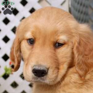 Hazel, Golden Retriever Puppy