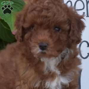 Hazel, Toy Poodle Puppy