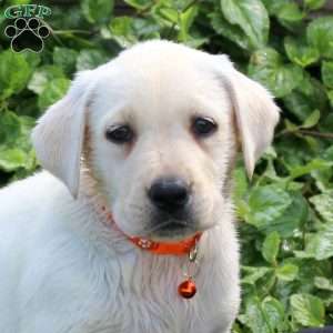 Hazel, Yellow Labrador Retriever Puppy