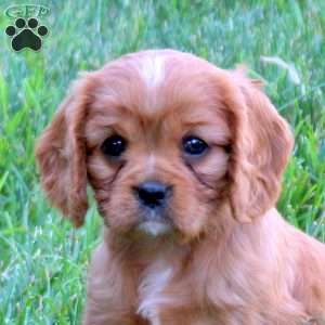 Hazel, Cavalier King Charles Spaniel Puppy