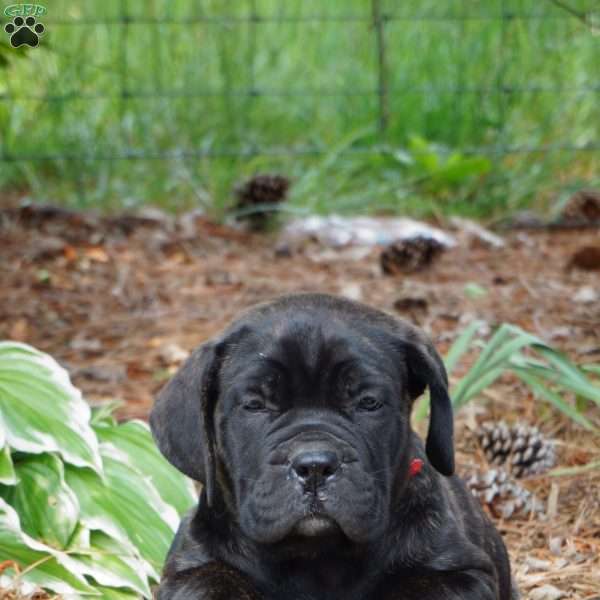 Hazel, Cane Corso Puppy