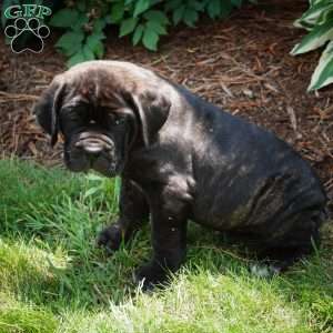 Hazel, Cane Corso Puppy