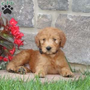 Heath, Goldendoodle Puppy
