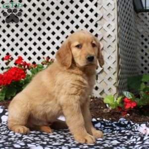 Heath, Golden Retriever Puppy