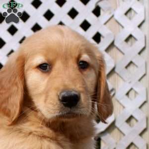 Heath, Golden Retriever Puppy