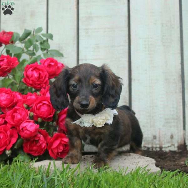 Heather, Dachshund Puppy