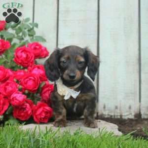 Heather, Dachshund Puppy