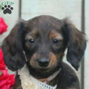 Heather, Dachshund Puppy