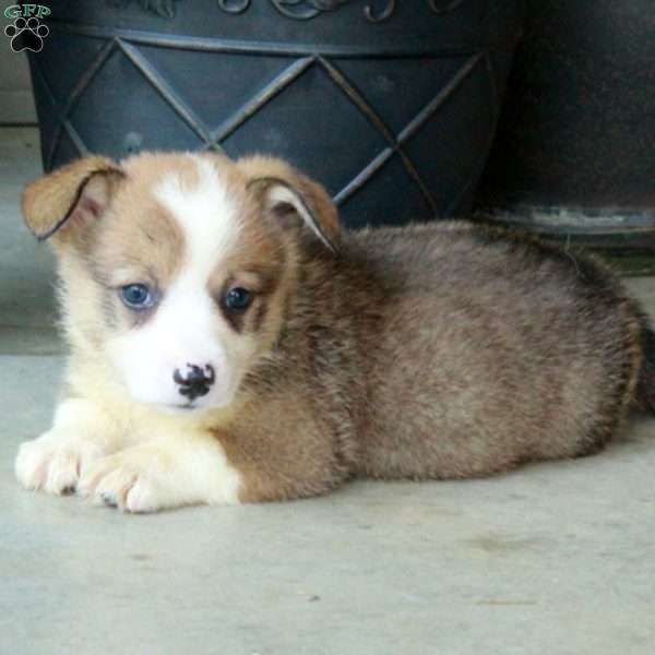 Hector, Pembroke Welsh Corgi Puppy