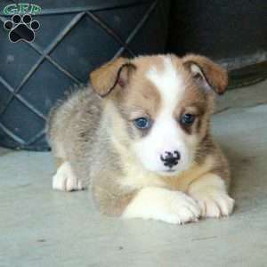 Hector, Pembroke Welsh Corgi Puppy