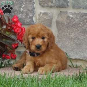 Heidi, Goldendoodle Puppy
