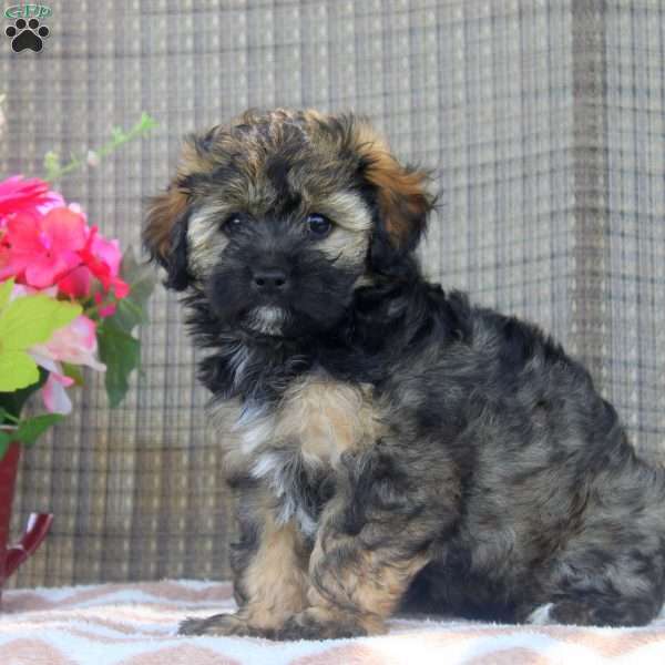 Helen, Shorkie-Poo Puppy