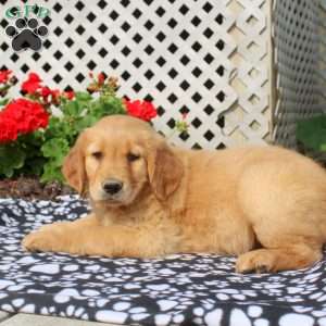 Henry, Golden Retriever Puppy