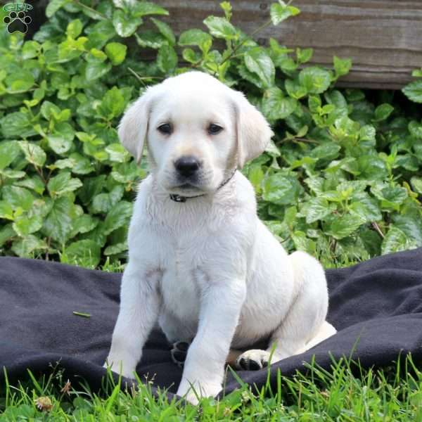 Henry, Yellow Labrador Retriever Puppy
