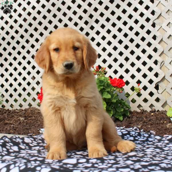 Henry, Golden Retriever Puppy