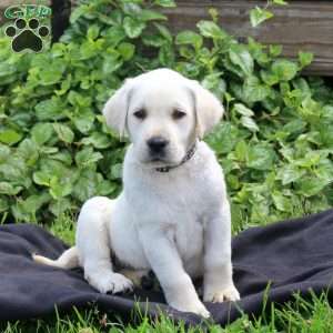 Henry, Yellow Labrador Retriever Puppy