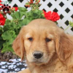 Henry, Golden Retriever Puppy