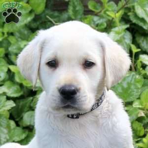Henry, Yellow Labrador Retriever Puppy
