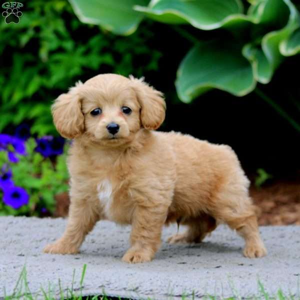 Hero, Cockapoo Puppy