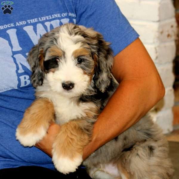 Hero, Mini Bernedoodle Puppy