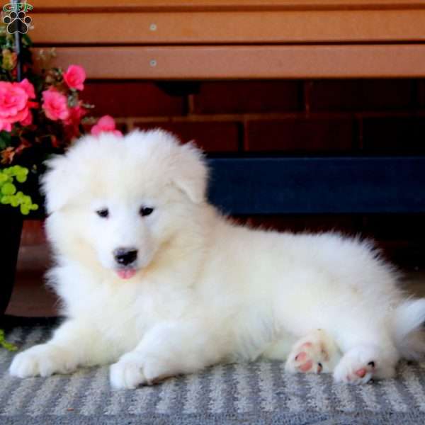 Hero, Samoyed Puppy