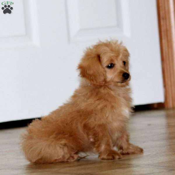 Hero, Cockapoo Puppy