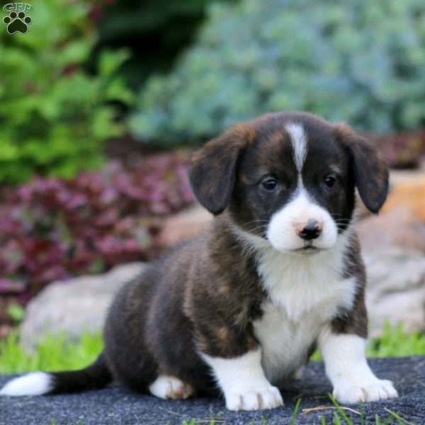 Hero, Welsh Corgi Mix Puppy