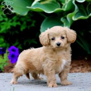 Hero, Cockapoo Puppy