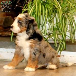 Hero, Mini Bernedoodle Puppy