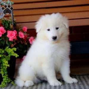 Hero, Samoyed Puppy