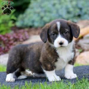 Hero, Welsh Corgi Mix Puppy
