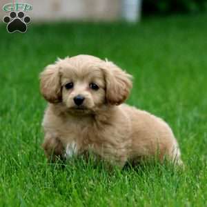 Hero, Cockapoo Puppy