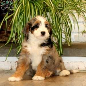 Hero, Mini Bernedoodle Puppy
