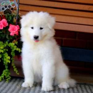Hero, Samoyed Puppy