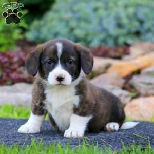 Hero, Welsh Corgi Mix Puppy