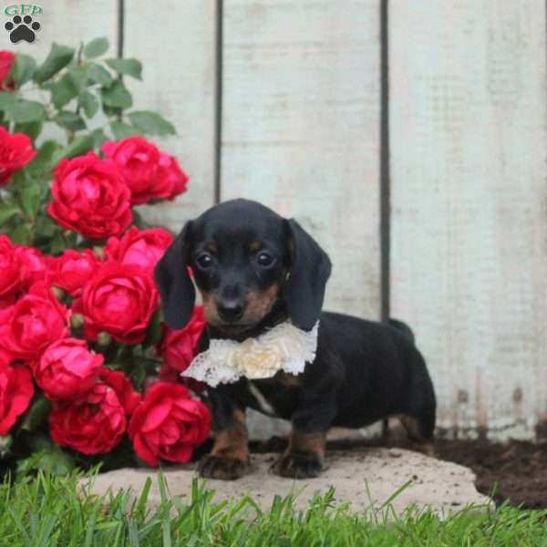 Hershey Kiss, Dachshund Puppy