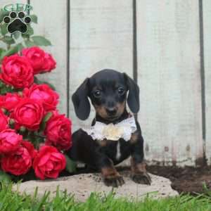 Hershey Kiss, Dachshund Puppy