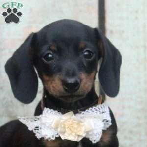 Hershey Kiss, Dachshund Puppy