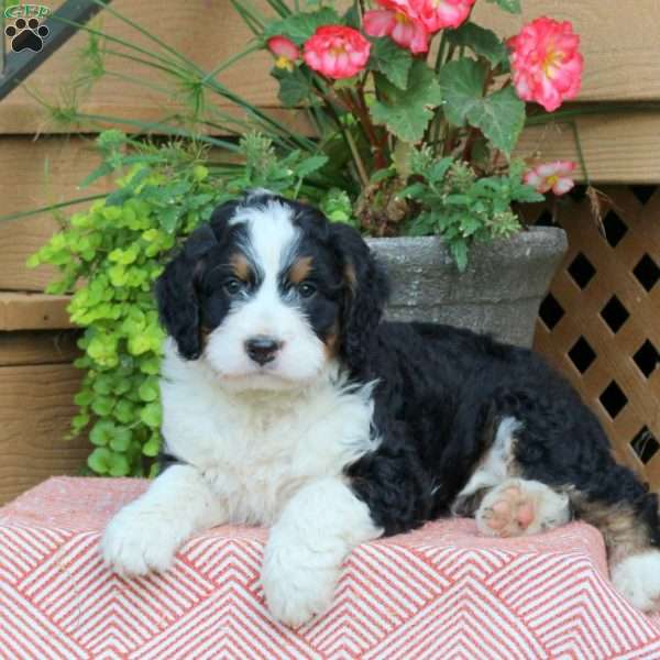 Hershey, Mini Bernedoodle Puppy